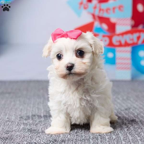 Macy, Havachon Puppy